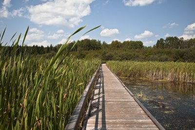 Boardwalk and Cattail reeds