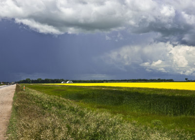 storm clouds over canola