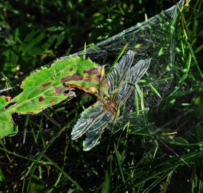 Dragonfly caught in web...