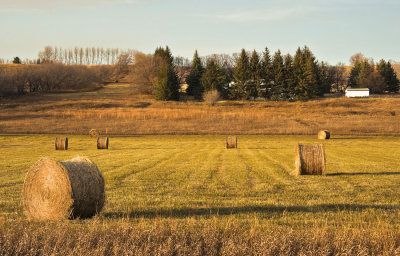 Field with Bales