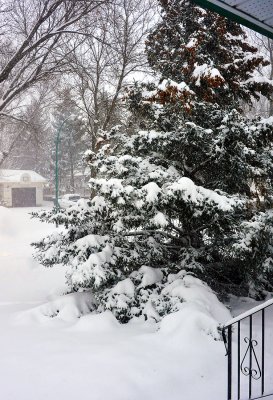 Spruce and Railing