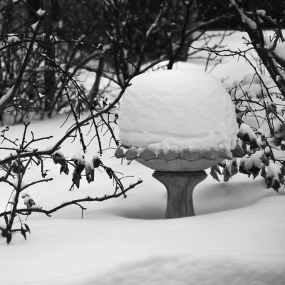 Bird Bath