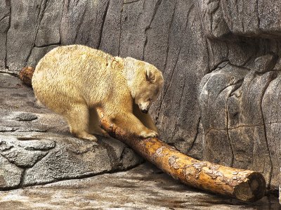 Bear and Log