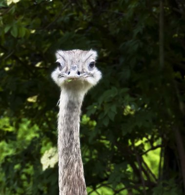 Ostrich