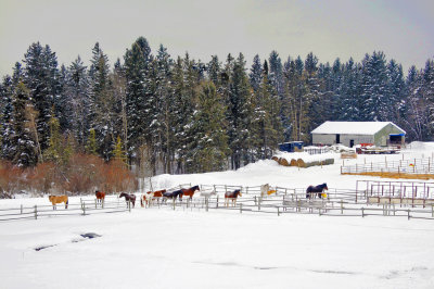 Elkhorn stable