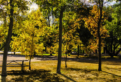 Colorful Trees in Souris Park
