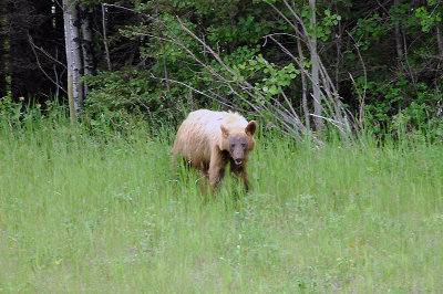 We usually see black bears in this area, so the colour of this bear was quite a surprise.  Not an easy shot as he kept wiggling and rooting around in the grass.  (I was standing beside our car about 100 feet away from him.)