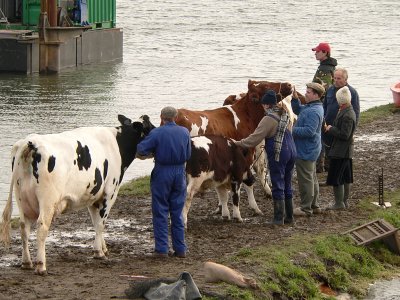 Preparing cattle for another take