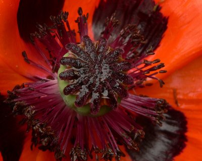 Poppy 2008