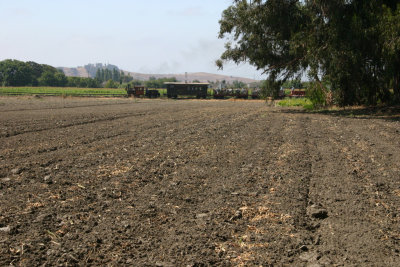 Train coming out of the grove