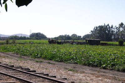 Train in Corn