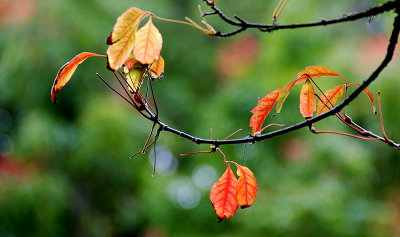 Fall in GG Park SF 2008