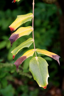 DSC_0184.JPG