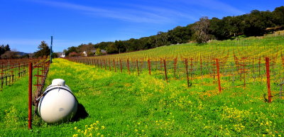 Napa Valley 2009