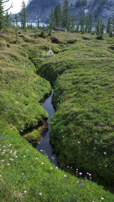 Alpine flowers
