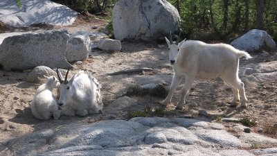 Finally, mountain goats