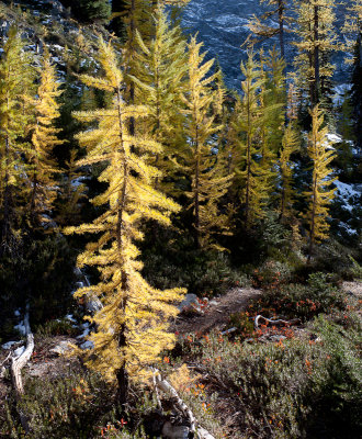 Young larches