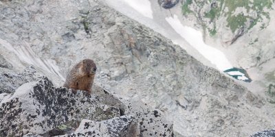 A marmot waits for a handout