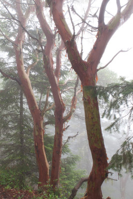 Storm King Trail, Olympic Mountains, Sept. 18, 2010