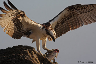 AN OSPREY ON THE ROCKS!
