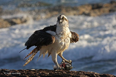 And remained an osprey