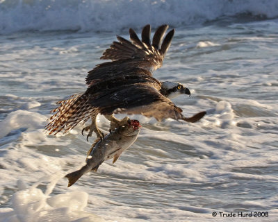 Osprey is outta here for a dryer place
