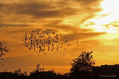 Sunset orange, starlings black