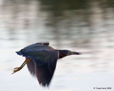 Green Heron dashes successfully to catch a dragonfly dinner