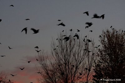 Listen to thousands of crows cawing as they go to roost nearby