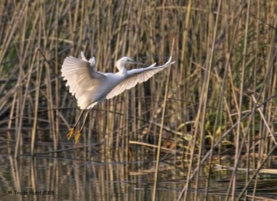 A flash of white from Snowy Egret
