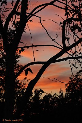Crows depart, silence descends, crickets commence calling