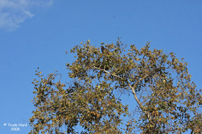 7 dollar entry fee to El Dorado Nature Center in a quest for a juvenile Bald Eagle