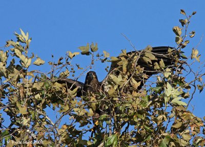 A flap of the wings...