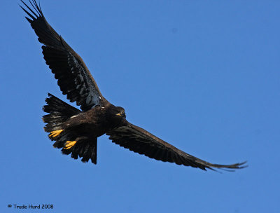 Powerful Talons