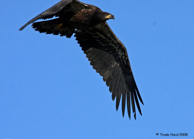 Deep Wingbeat