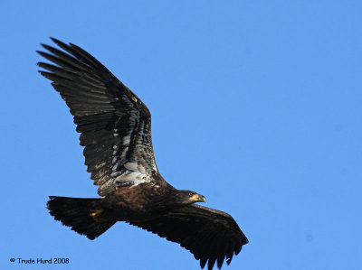 Juvenile has secondaries that are all the same length and have pointed tips