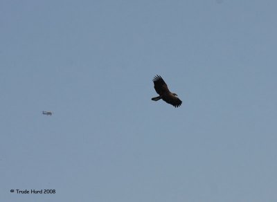 This eagle is bigger than a plane!