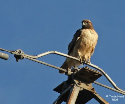 What did you say?  It is NOT bigger! Says Red-tailed Hawk which is a special bird for me