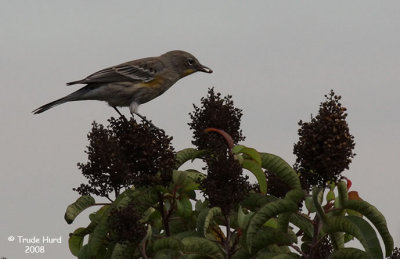 Migrating Yellow-rumped Warblers feed on Laurel Sumac seeds