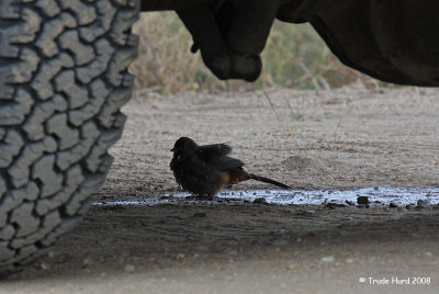 So hot a CA Towhee bathed in air conditioning drips from  ranger's truck!