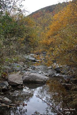Alders and sycamores turn brown or yellow before dropping their leaves