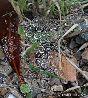 Rain drops are caught on a spider web