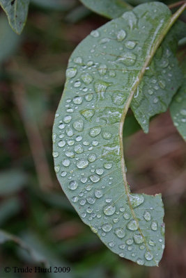 Rain drops also accumulate on leaves