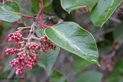 Some plants have drip tips to funnel water off their leaves