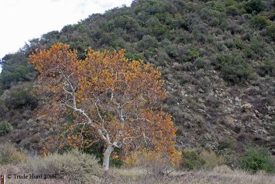 I love all the sycamores in their winter colors.  Each tree is unique in its branching pattern