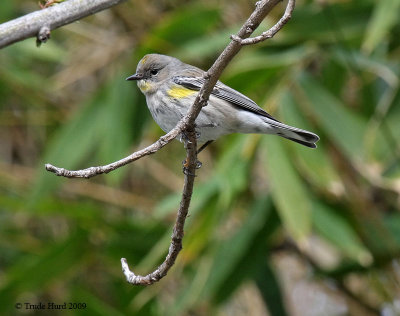 Native birds are attracted to the zoo (Yellow-rumped Warbler )