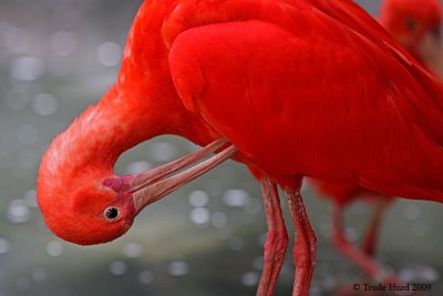 Scarlet Ibis preening
