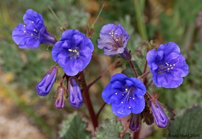 Canterbury Bells in bloom at nearby Tree of Life Nursery where I spent too much money as usual