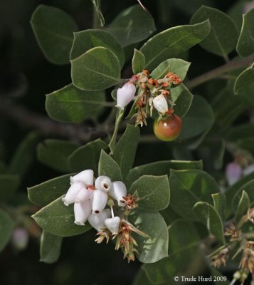 Manzanita with flowers and fruit, also at nearby Tree of Life Nursery's parking lot