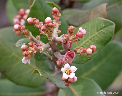 Lemonadeberry also with flowers and fruit